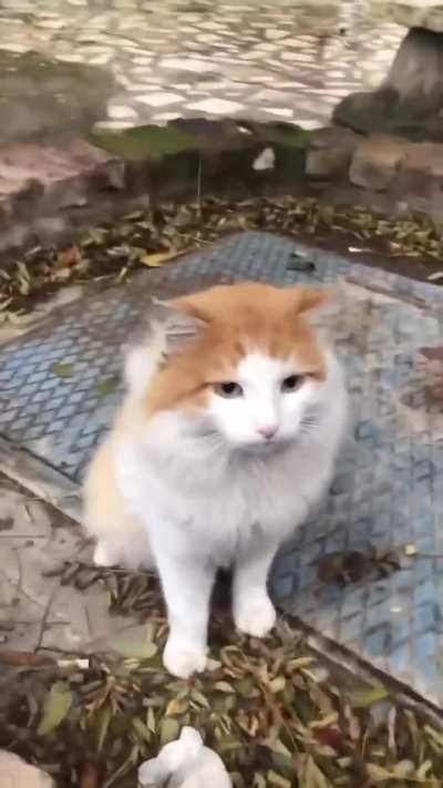 to continue petting the pussycat