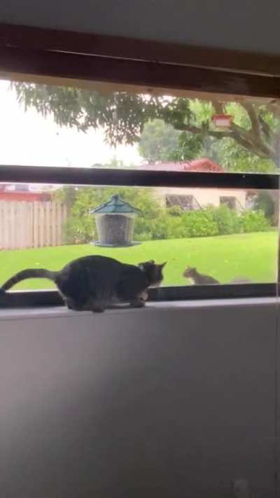 No wonder the squirrel wasn’t scared of Gnocchi