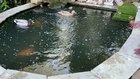 (Update)I posted a video about 2 weeks ago about two ducks. who have chosen my dad‘s pond to nest and raise their ducklings over the last two years. You’ll be happy to know that there are now seven happy healthy ducklings