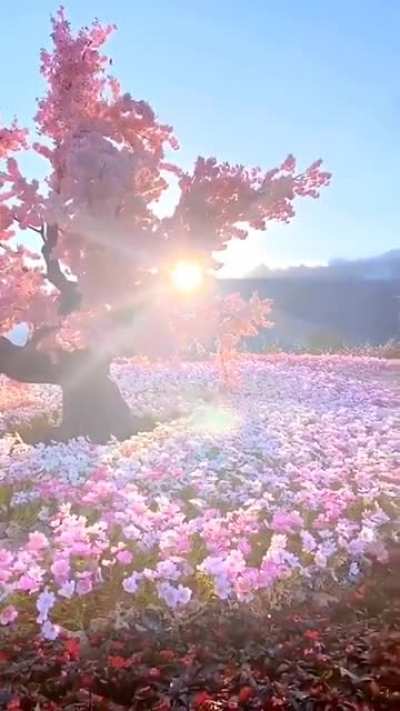 ? A cherry tree during blooming season.