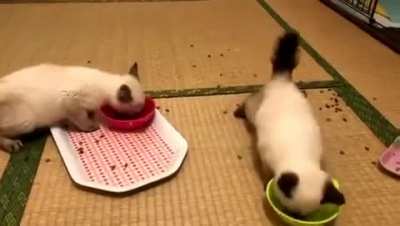 Nom nom nom