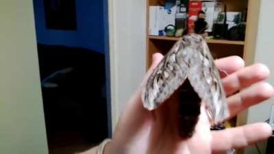 ? Australian Privet Hawk Moth ?