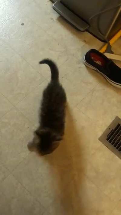 Frito and his crunchy meow, followed by needles in my leg
