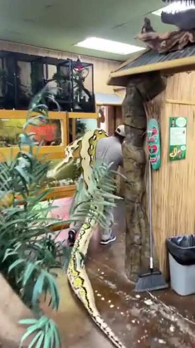 When no one is around to help move a 22 foot, 250lb snake ? you do it the old fashion way ?‍♂️ yourself ?. Credits : jayprehistoricpets