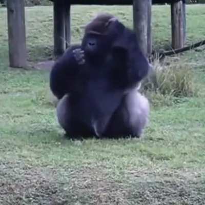 Gorilla uses sign language to tell visitors they can’t feed him