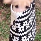 his ears?