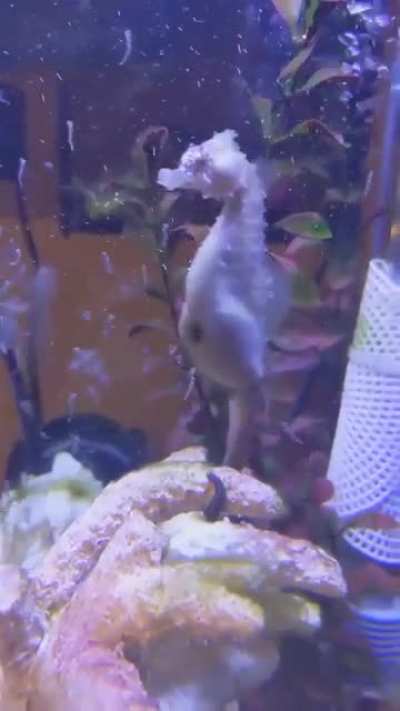 Sea horse giving birth