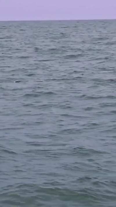 ? Amazon river dolphin