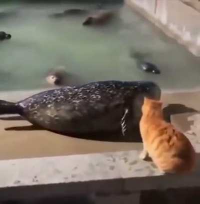 Cat slapping a seal