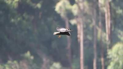 Auger Buzzard, a bird that has mastered the wind.