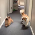"Oh, look at me... I'm a Corgi too!"
