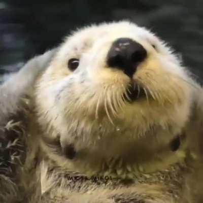 ? - Otter