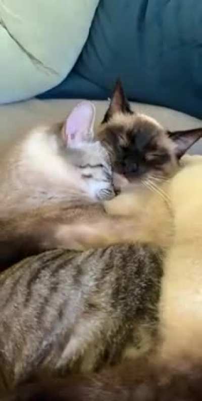 Cuddling with their tails intertwined! ?