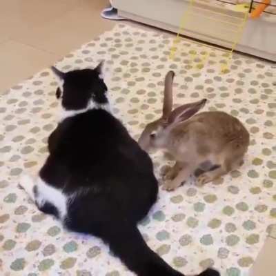 Massage time ?