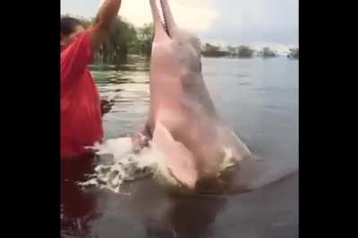 ? Some indigenous communities in the colombian amazon build close relationships with the pink dolphins they share their rivers with.