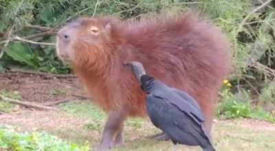 ? Vulture cleans the capybara of mites and other parasites. Just look at how much the capybara enjoys it.