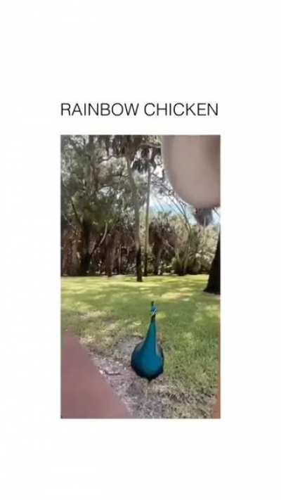 rainbow chicken