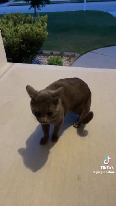 It sounds like the Long Johnson cat.