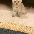Noisy little one
