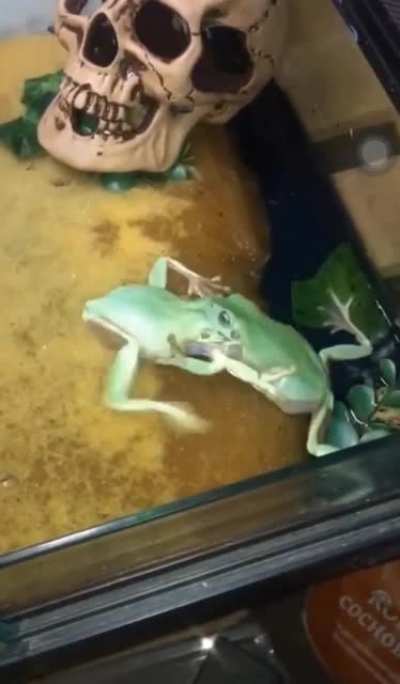 Bug fight