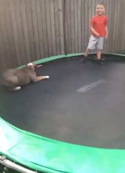 Doggo loving the trampoline ??