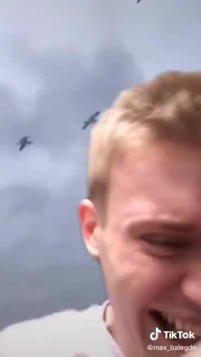 Seagulls stop it now