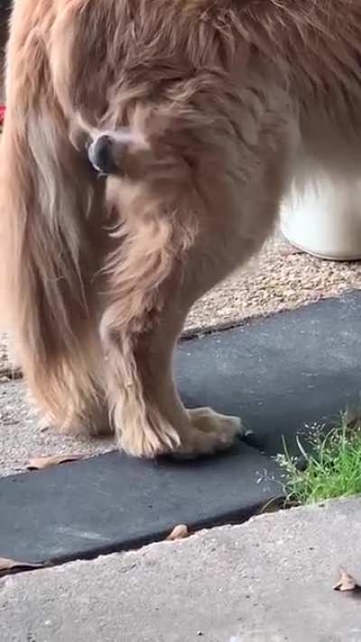 Brave birdie “Lorax” back for more! Rock doesn’t care! ?