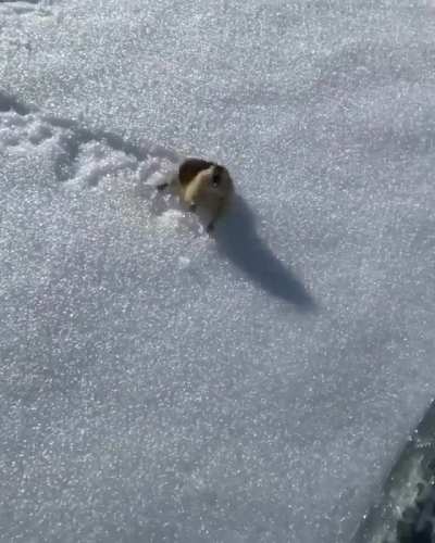? A skier encountering a highly territorial lemming on the slopes ?