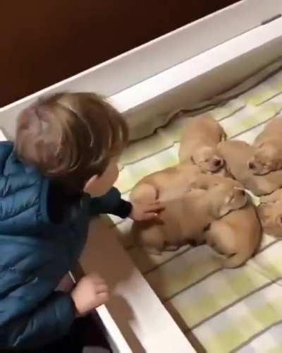 Come see my babies, tiny hooman ??