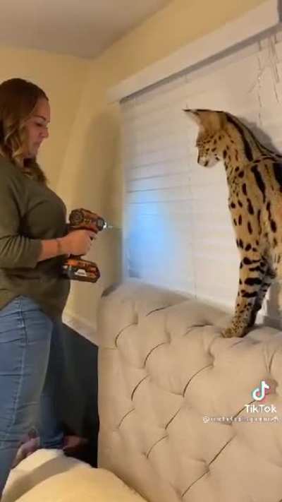 Very curious cat