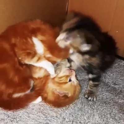 Beatrix ain't taking crap from her brothers today