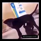 bruh
