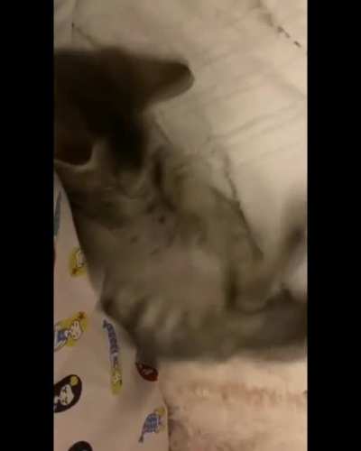Kitty toy vanishes then freaks out~ ?