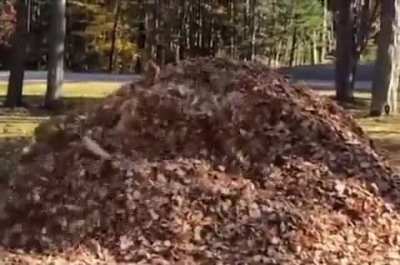 A Dog Who Loves To Jump Into Leaves! ?