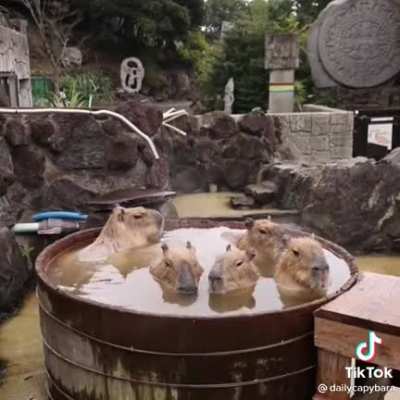 Careless capybaras