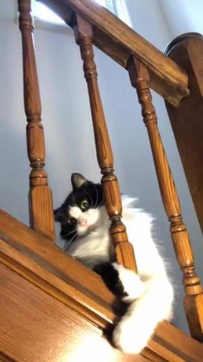 My derpy cat realising he’s being watched and then pretending nothing happened ??
