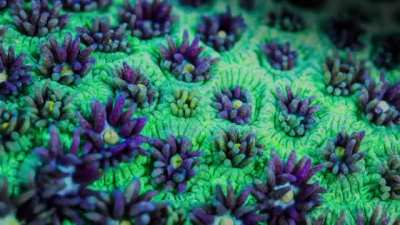 ? Here's some pretty trippy coral