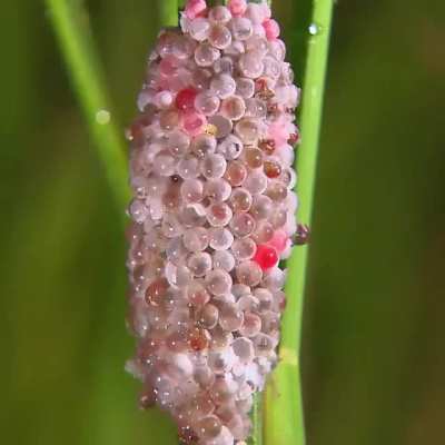 ? Golden Apple snail, one of the worst invasive alien species, laying eggs ?