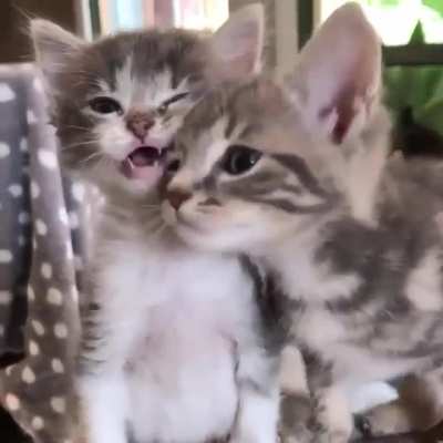Best Zoom Call Ever! (Sound On)