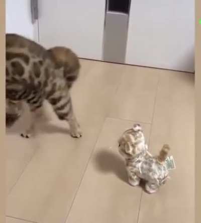 rubbercat
