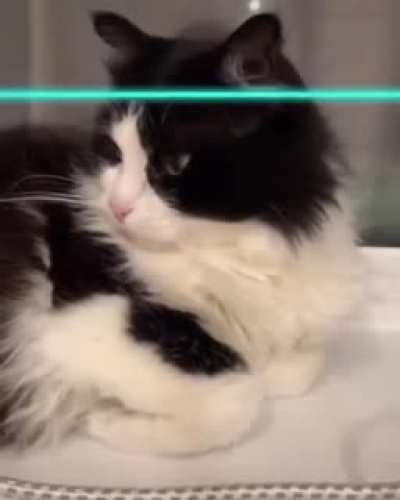 cats expressing their inner demon.