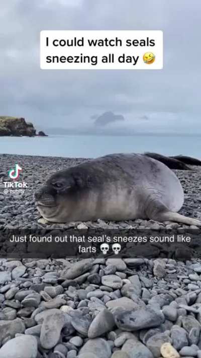 Seal Sneezes?