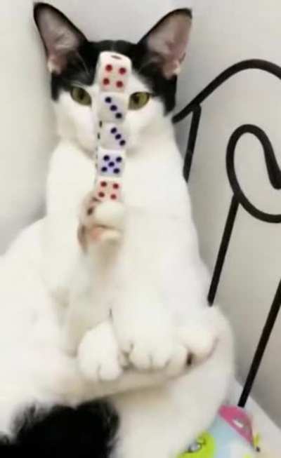 Cats = Equilibrium