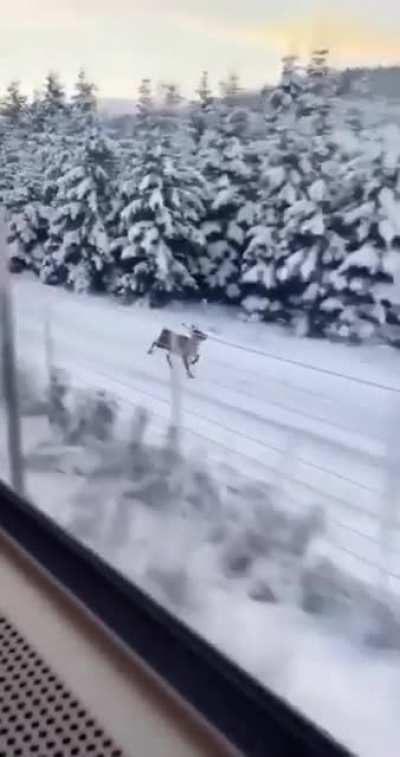 Reindeer keeping up with a train