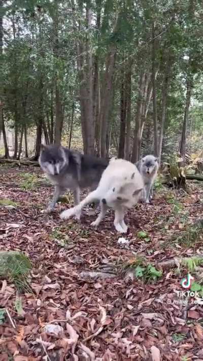 It wants butt scratches