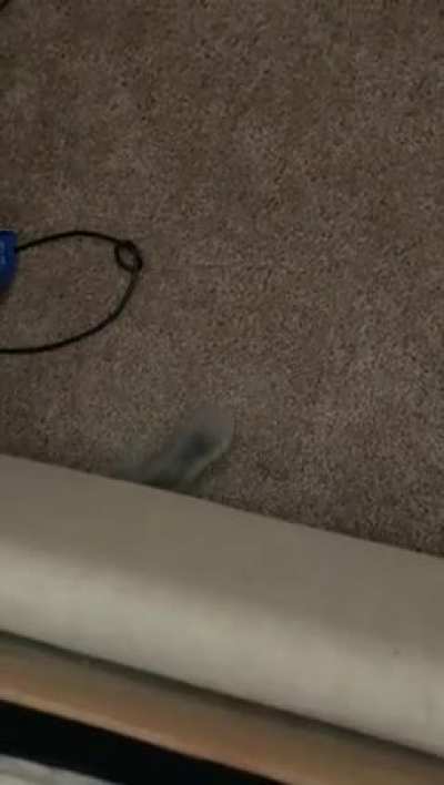 The little goblin under our bed. ?