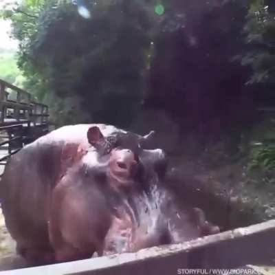 ? This Hippo demolishing a Watermelon