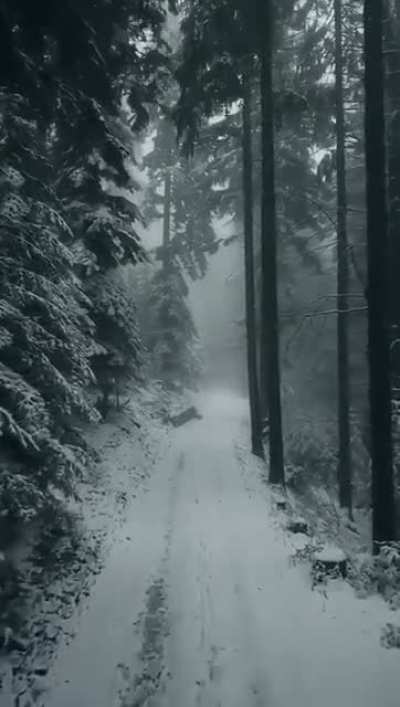 Moody winter days at the Black Forest in Germany
