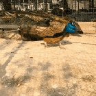 The way Peacocks shake their bums in a dance to deploy the majestic Train