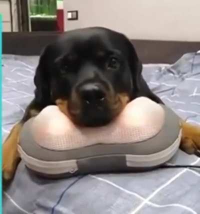 doggo Living life to the fullest ?